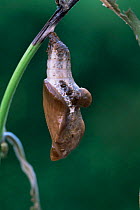 Viceroy butterfly pupa {Limenitis archippus} on leaf stem. USA. Captive.