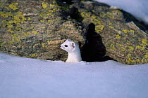 Stoat {Mustela erminea} with white winter coat in snow. Stelvio National Park, Italy.