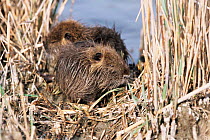 Two young Coypu {Myocastor coypus} resting in areed bed, France.