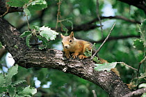 Persian squirrel {Sciurus anomalus} alert on tree branch, Greece.