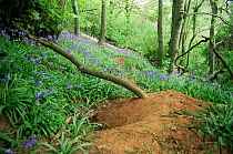 Entrance to an active Badger sett {Meles meles} in spring deciduous woodland with Bluebells flowering, UK.