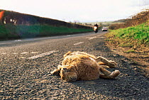 European hare {Lepus europaeus} dead on side of road with passing traffic. UK. Roadkill