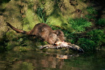 European river otter {Lutra lutra} feeding on a dead Pike on river bank, UK.