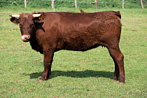 Rare breed domestic Sussex cow {Bos taurus} UK.