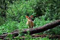 Chinese muntjac deer {Muntiacus reevesi} in woodland, UK.