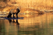 Crossed phase American Red fox {Vulpes vulpes} standing in river. Anticosti Island, Canada.