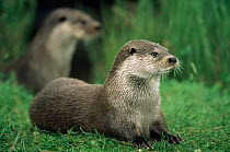 Two European river otters {Luyra lutra} resting a on grass bank. Captive