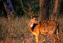 Chital / Spotted deer {Axis axis} stag with antlers in velvet, Bandipur National Park, India.