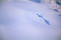Footprints of Harvest mouse {Micromys minutus} in snow leading to print where bird landed and took mouse, far east Russia.