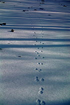Footprints of Red fox {Vulpes vulpes} and shadows of trees in snow. Far East Russia.