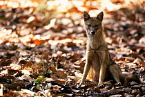 Golden jackal {Canis aureus} sitting, Bandhavgarh National Park, INdia