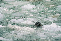 Common / Harbour seal {Phoca vitulina} head emerging through sea ice, Alaska.