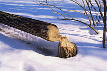 American beaver {Castor candensis} tree damage, USA.