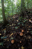 Dry flower and bud of plant parasite {Rhizanthes lowii} Ulu Temburong NP. Brunei, Borneo