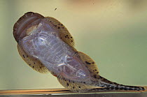 Suckerfish {Gastromyzon sp} showing enlarged fins of sucker, Brunei, captive, Ulu Temburong