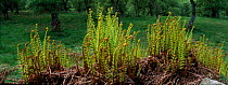 Scaly male fern unfurling in spring {Dryopteris pseudomonas} Scotland, UK