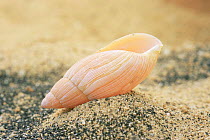 Rosy wolf snail shell in sand {Euglandia rosea} from Hawaii