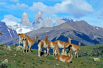 Herd of Guanaco {Lama guanicoe} Torres del Paine NP, Argentina, South America