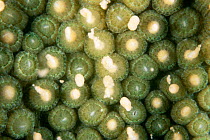 Star coral {Montastrea annularis} releasing bundles of sperm and eggs, Florida, USA.