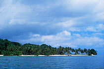 Palm trees on Samana Bay, Dominican republic, Caribbean