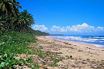 Beach landscape, Dominican republic, Caribbean