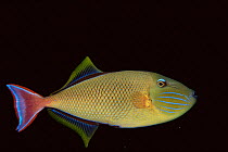Redtail triggerfish {Xanthichthys mento} Mexico