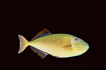 Redtail triggerfish, female (Yellow tail) {Xanthichthys mento} Mexico, pacific