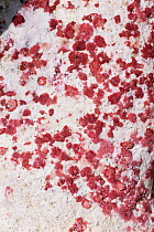 Red foraminifera {Homotrema rubrum} on sandy beach, Bermuda