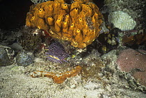 Splendid toadfish {Sanopus splendidus} on coral reef, Mexico, Vulnerable species