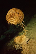 Great west indian sea lily / crinoid {Cenocrinus asterius} 600-800 ft depth, Caribbean