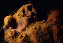 Sponge {Ectyoplasia ferox} covered with mucus containing eggs. Bahamas