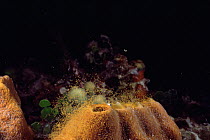 Sponge {Ectyoplasia ferox} releasing eggs. Bahamas
