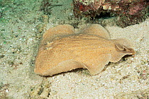 Coffin ray {Hypnos monopterygius} Great Barrier Reef, Australia