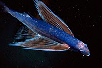 Flying fish {Hirundichthys affinis} Atlantic