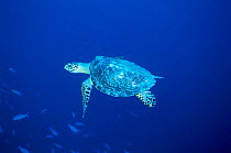 Hawksbill turtle swimming {Eretmochelys imbricata} Palau, Micronesia