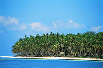Huts amongst palm trees on coast, Tobi Island, Palau, Micronesia