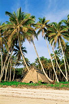 Traditional hut amongst coconut palm trees, Tobi Island, Palau, Micronesia