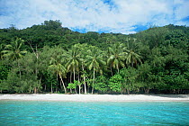 View from sea of beach and fringing forest and palm trees, Rock Islands, Palau, Micronesia