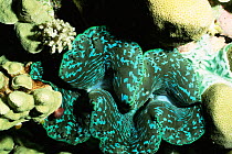 Giant clam {Tridacna sp} Palau, Micronesia
