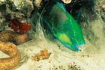 Grey faced / White eyed moray eel {Siderea thyrsoidea} and  Bleeker's parrotfish sleeping wrapped in mucus.