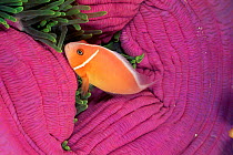 Pink anemonefish {Amphiprion perideraion} amongst Magnificent sea anemone, Palau Micronesia