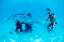 Divers play with Rough toothed dolphin {Steno bredanensis} Polynesia