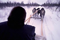 Traditional reindeer sledge / troika, Nenets, Kanin Peninsula, Russia. Model released.