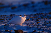 Rock ptarmigan {Lagopus mutus} winter plumage, Ellesmere Island, Canada.