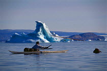 Inuit hunter throwing harpoon at Narwhal from kayak, Qaanaaq, Geenland Mamnarut