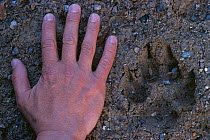 Human hand beside European Grey wolf track {Canis lupus} Sweden.