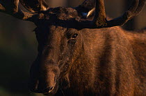 Moose {Alces alces} Sweden. Captive bull portrait