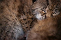 Wild European Lynx kitten sleeping {Lynx lynx} Stora Sjofallet NP, Lapland, Sweden.