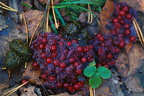 Rowan berries in European Brown bear droppings {Ursus arctos} Russia.