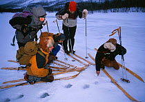 Saami / Laplander guide shows ecotourists wolverine tracks in snow, Sweden.
